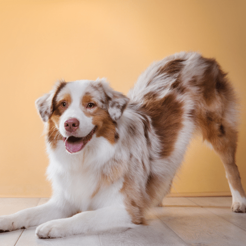 Are Australian Shepherds Good Indoor Dogs? - Spiritdog Training
