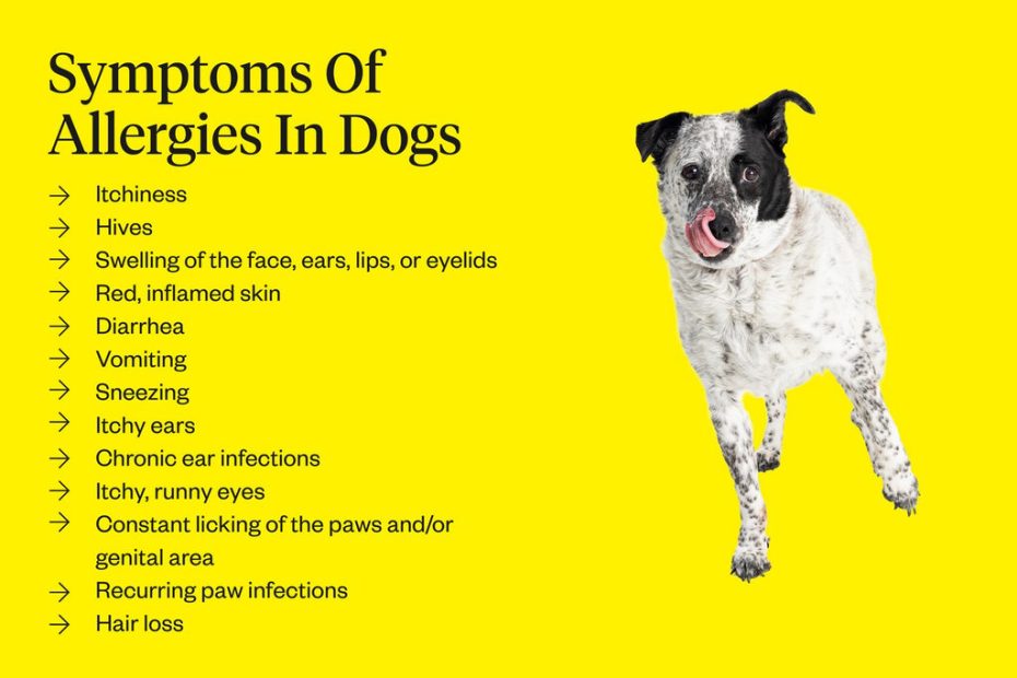 How Long Do Symptoms Of Dog Allergies Last: Unveiling The Duration