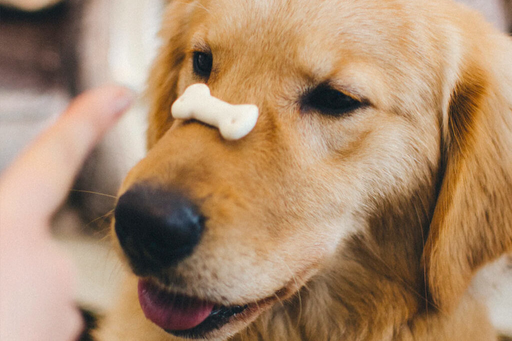 5 Warning Signs Of Too Many Dog Treats For Your Pup