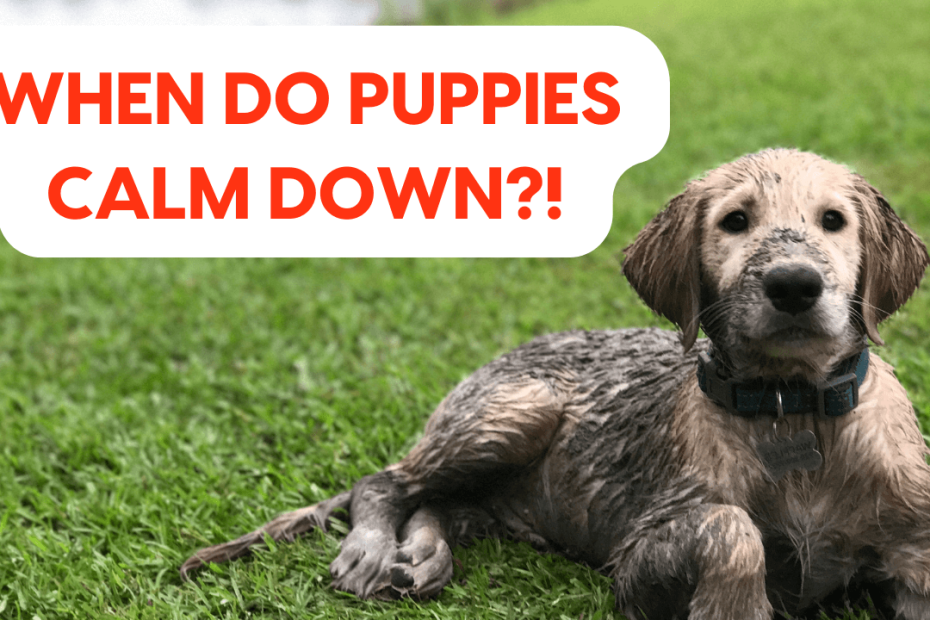When Do Puppies Calm Down? Plus 5 Tips For Calming Your Dog | Pupford