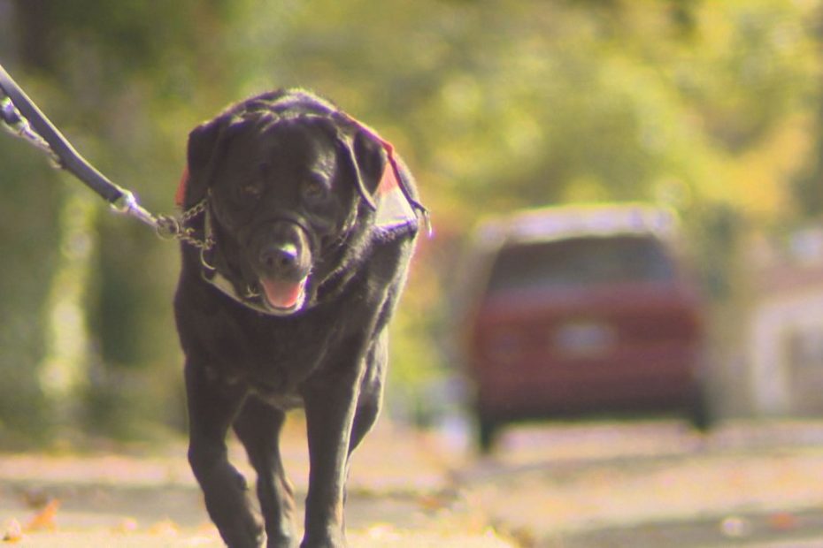 What To Do When A Neighbourhood Dog Won'T Stop Barking - Winnipeg |  Globalnews.Ca