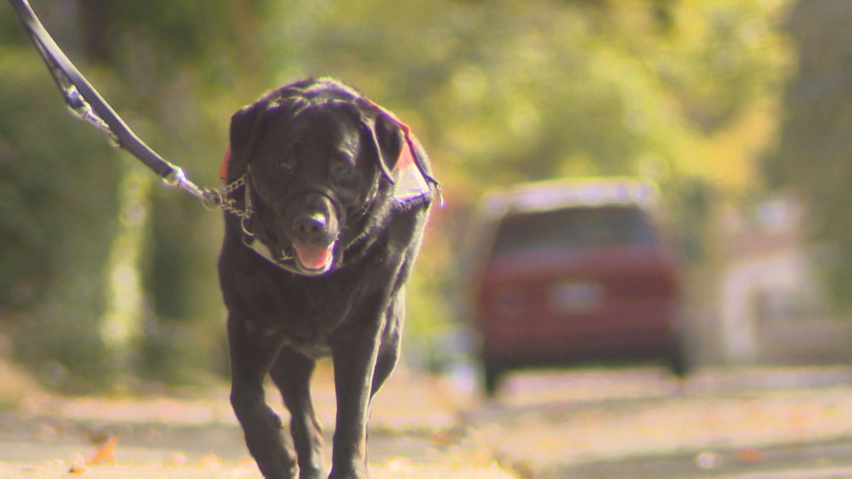 What To Do When A Neighbourhood Dog Won'T Stop Barking - Winnipeg |  Globalnews.Ca
