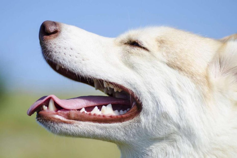 Canine Teeth: How Many Teeth Do Dogs Have?