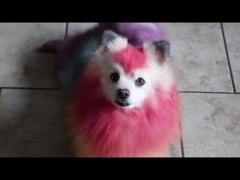 Diy/ Food Coloring My Own Dog!! Rainbow - Youtube