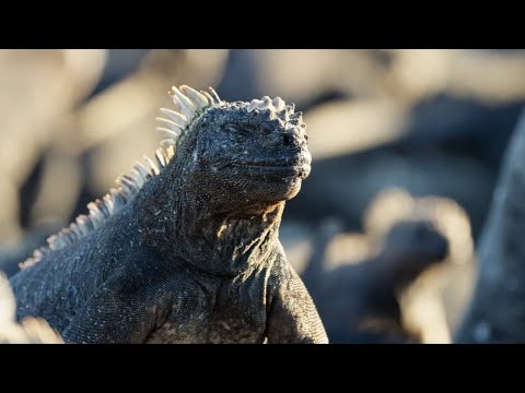 The Marine Iguana | A Perfect Planet | BBC Earth