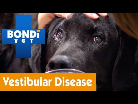How To Treat Your Dog From Vestibular Disease | Pet Health