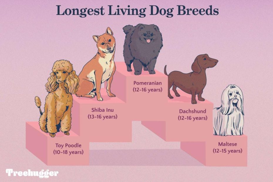 13 Of The Longest Living Dog Breeds