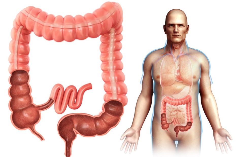 10 Interesting Facts About Your Colon