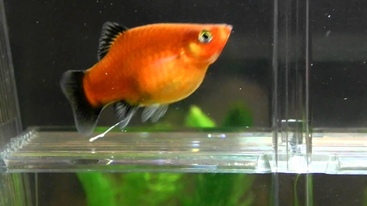 My Platys Are Pregnant?! - Youtube