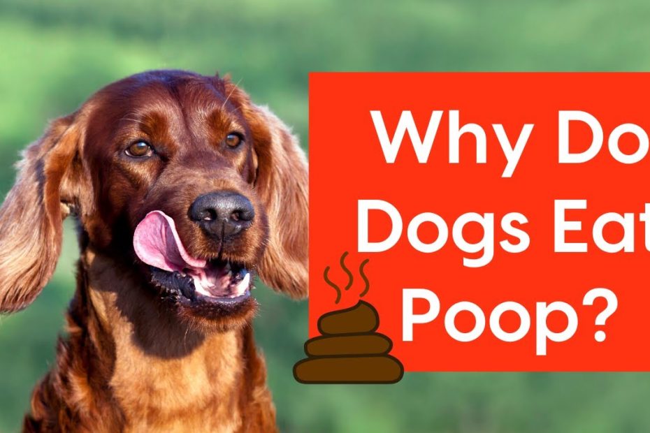 Why Do Dogs Eat Poop? Plus, 5 Ways To Stop It! | Pupford