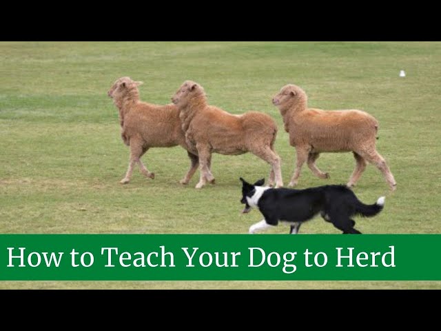 How To Teach Your Dog To Herd Sheep || Herd Dog Training - Youtube