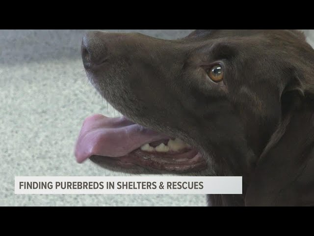 Yes, You Can Find A Purebred Dog At Your Local Animal Shelter Or Rescue -  Youtube