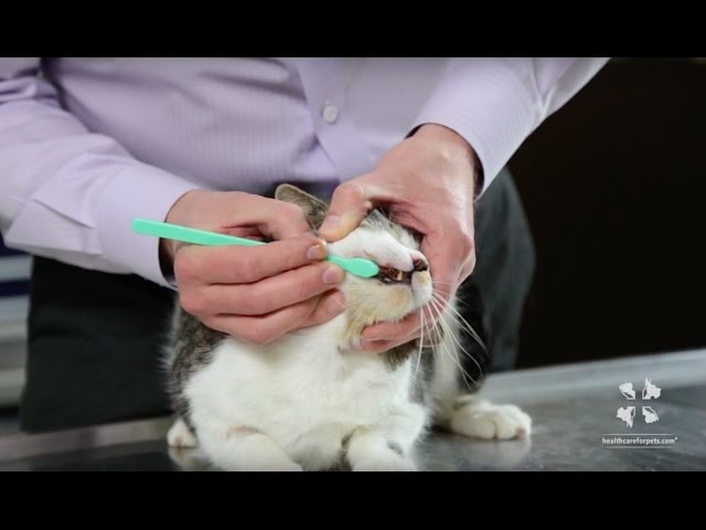 How To Brush Your Cat'S Teeth | Vet Tutorial - Youtube