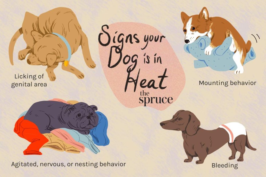 The 7 Ways To Know That Your Dog Is In Heat