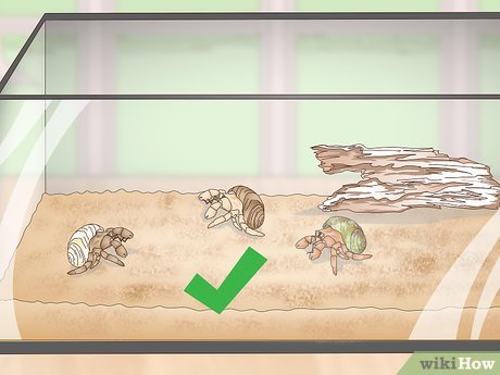 3 Ways To Make Your Hermit Crab Live For A Long Time - Wikihow